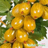 Русский желтый